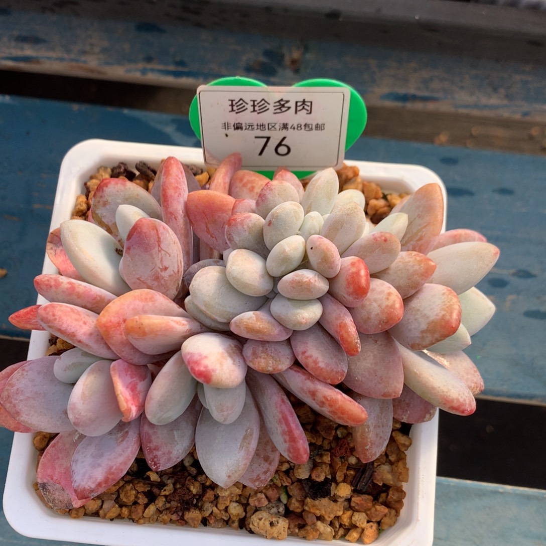 粉兔朵朵缀无砍76