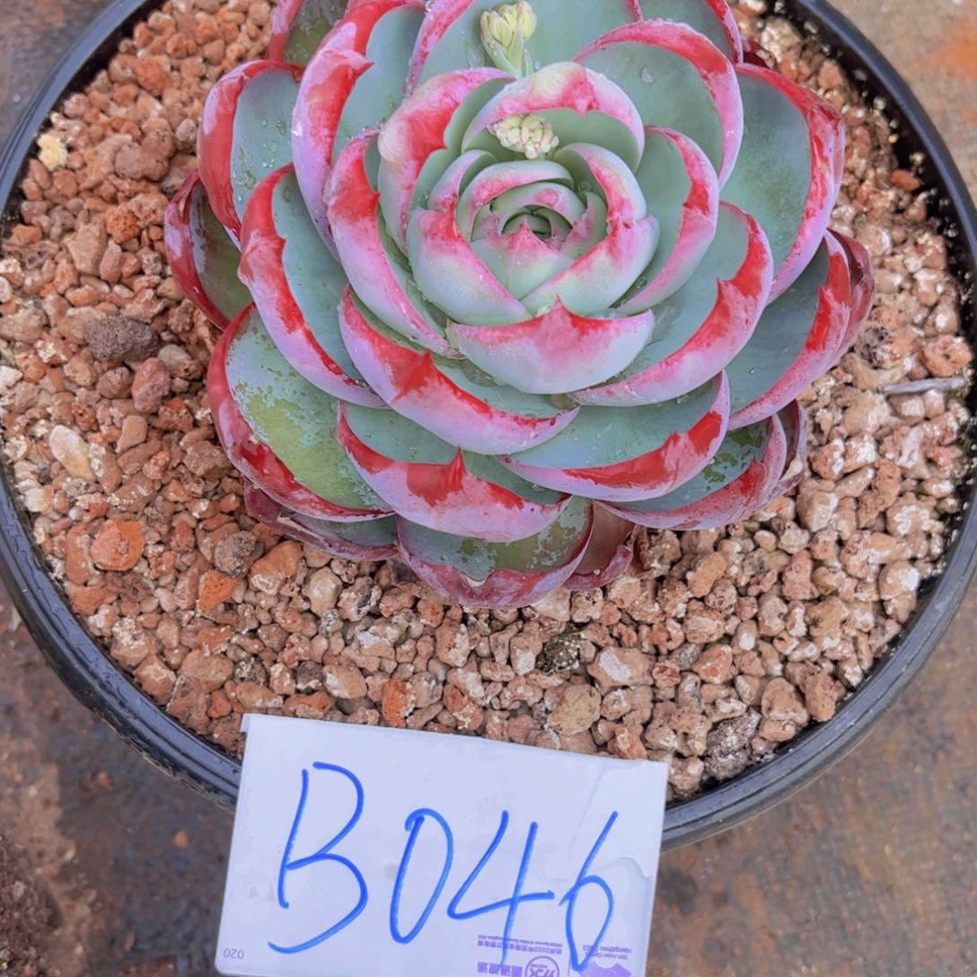 惊鸿一颗Ｂ０４6号一物一拍