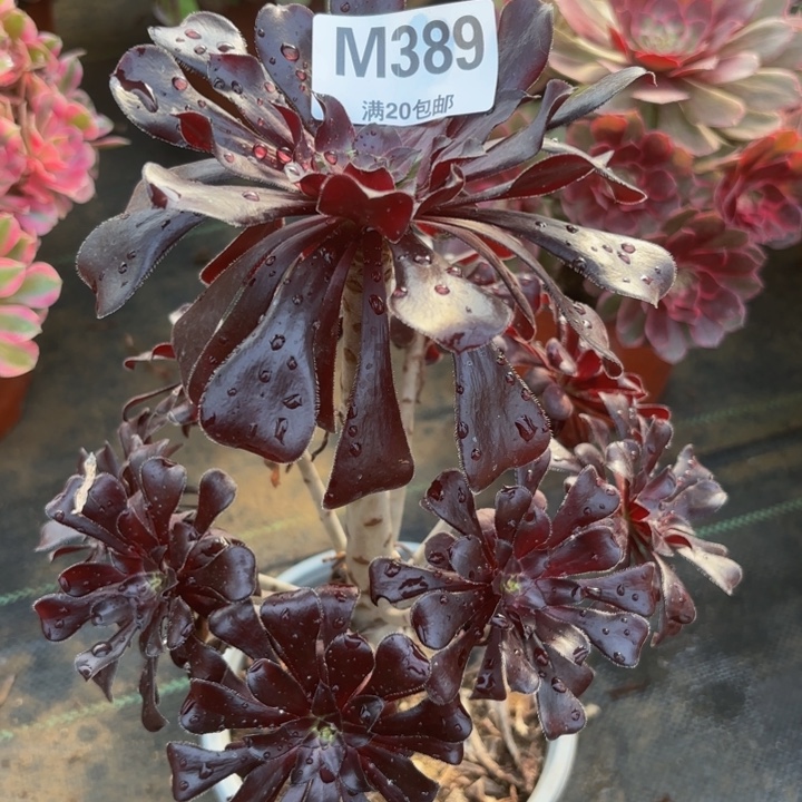 瑞妈多肉园艺，389.魔法师