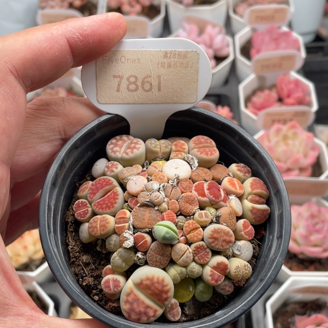 生石花7861-7.5厘米