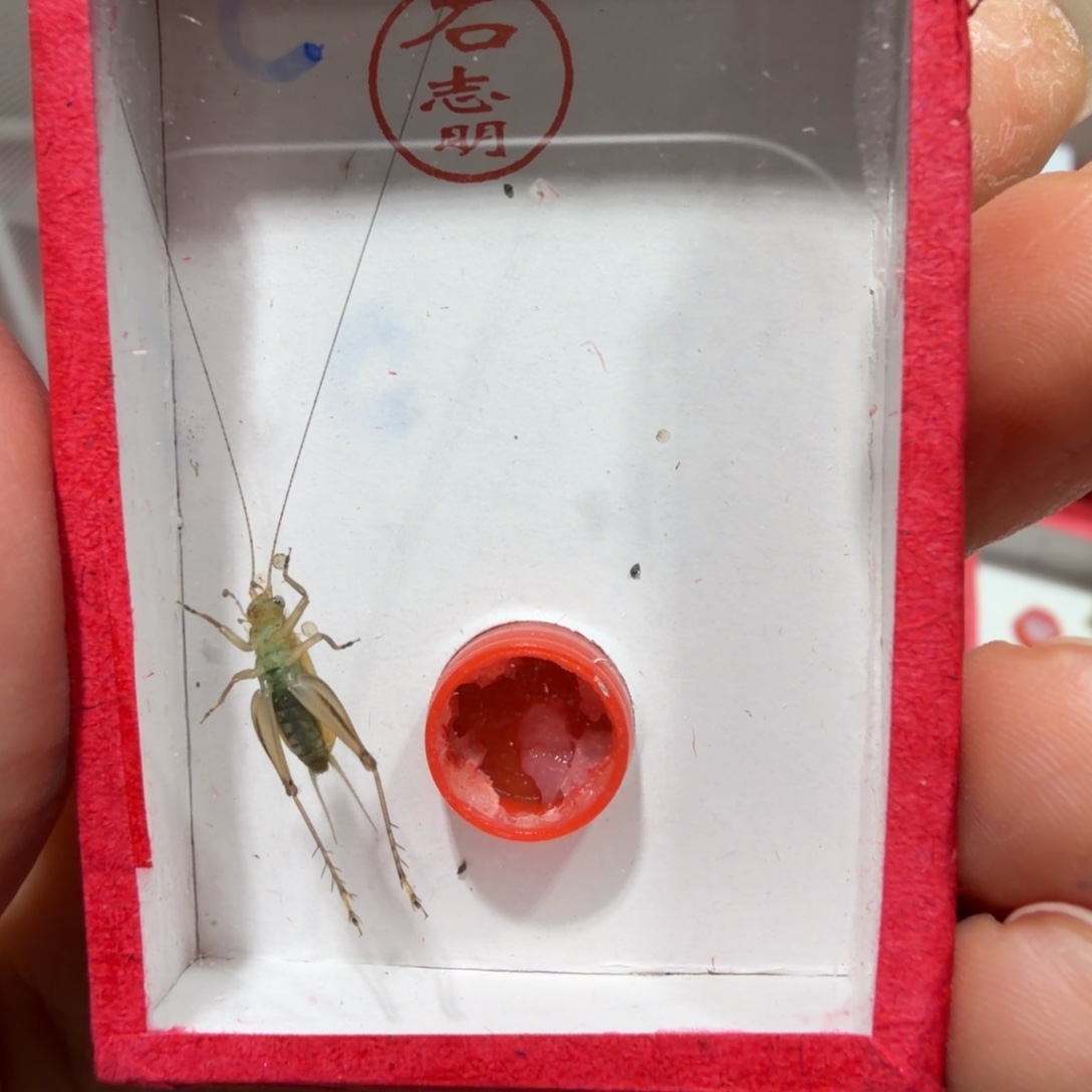 ^***言蟋蟀石老师沪C一条包邮