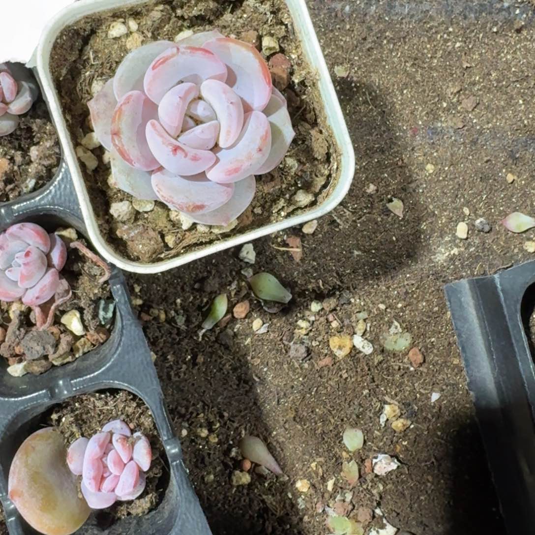 丫丫一物一拍专拍