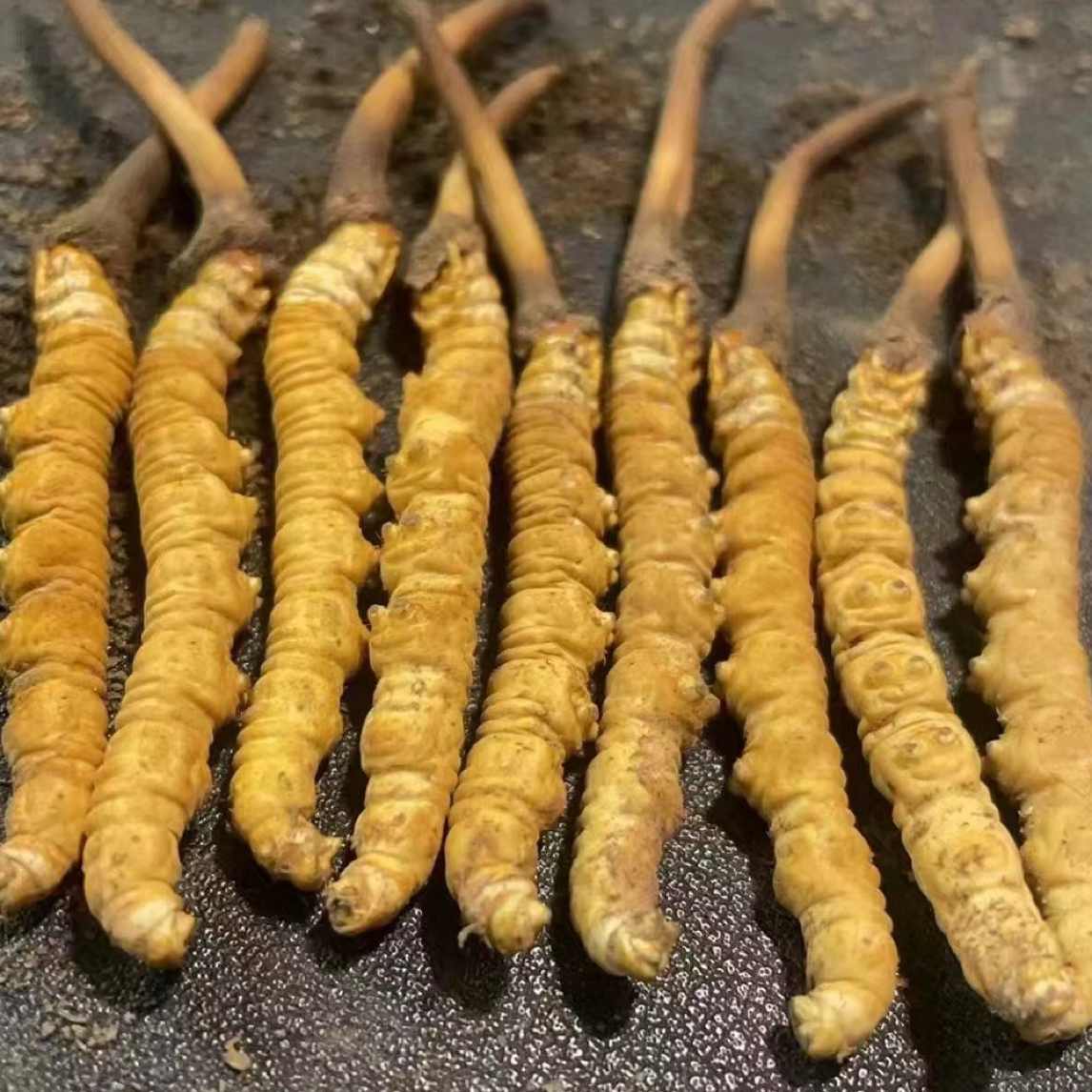 【1g/50根~100根】藏地御龍新鲜冬虫夏草高端滋补佳品送礼