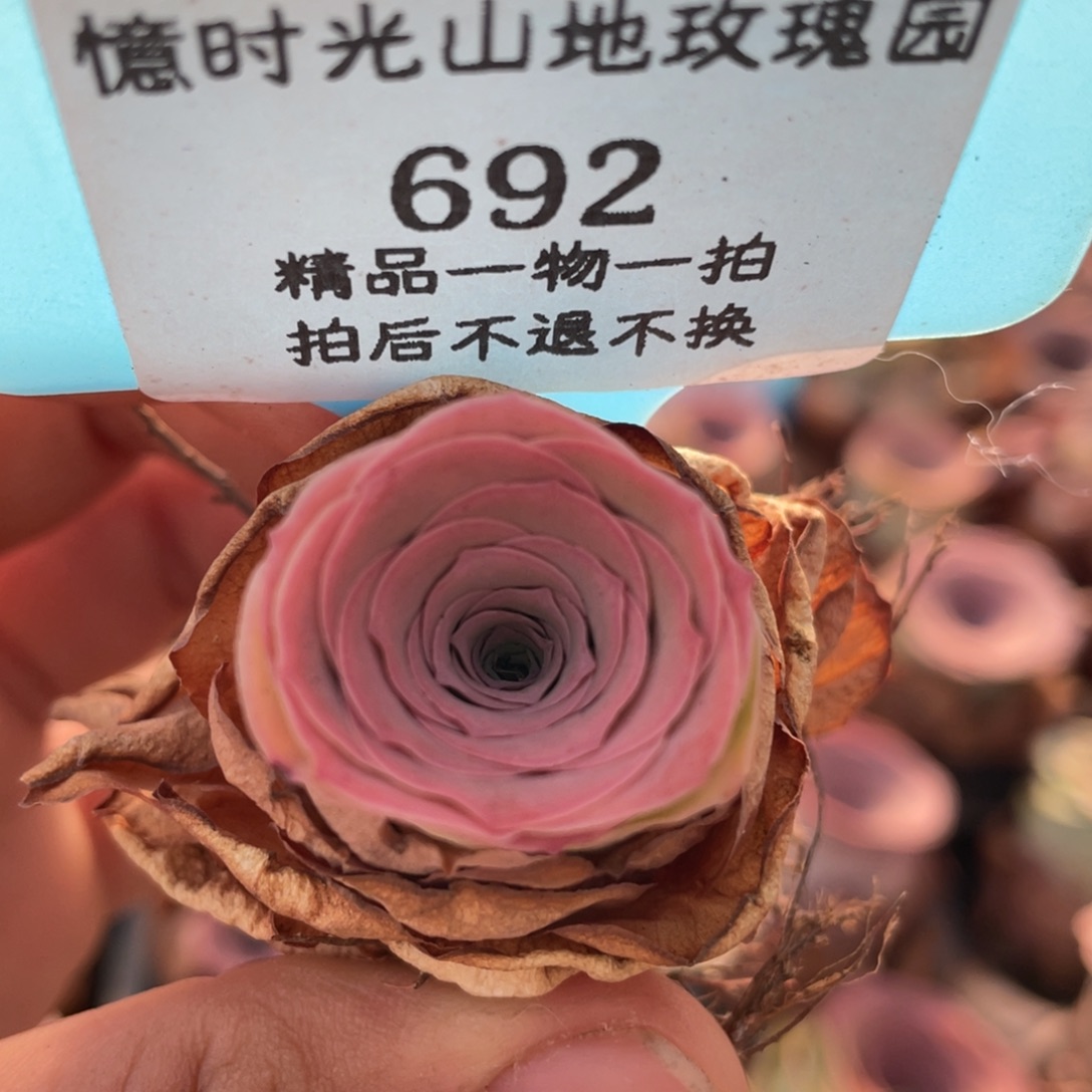 山地玫瑰692裸根发货不售后