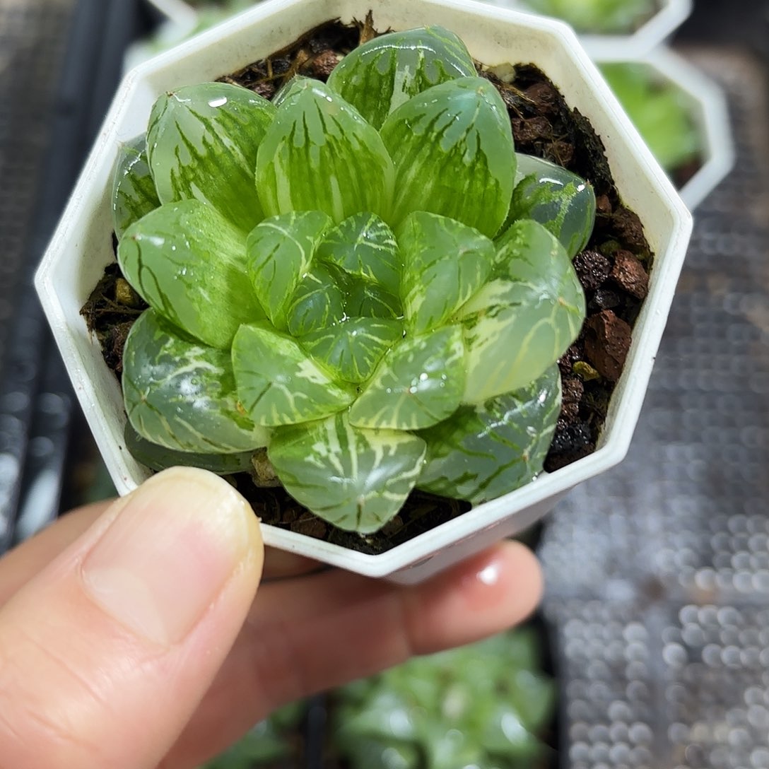 花火玉露锦多肉植物