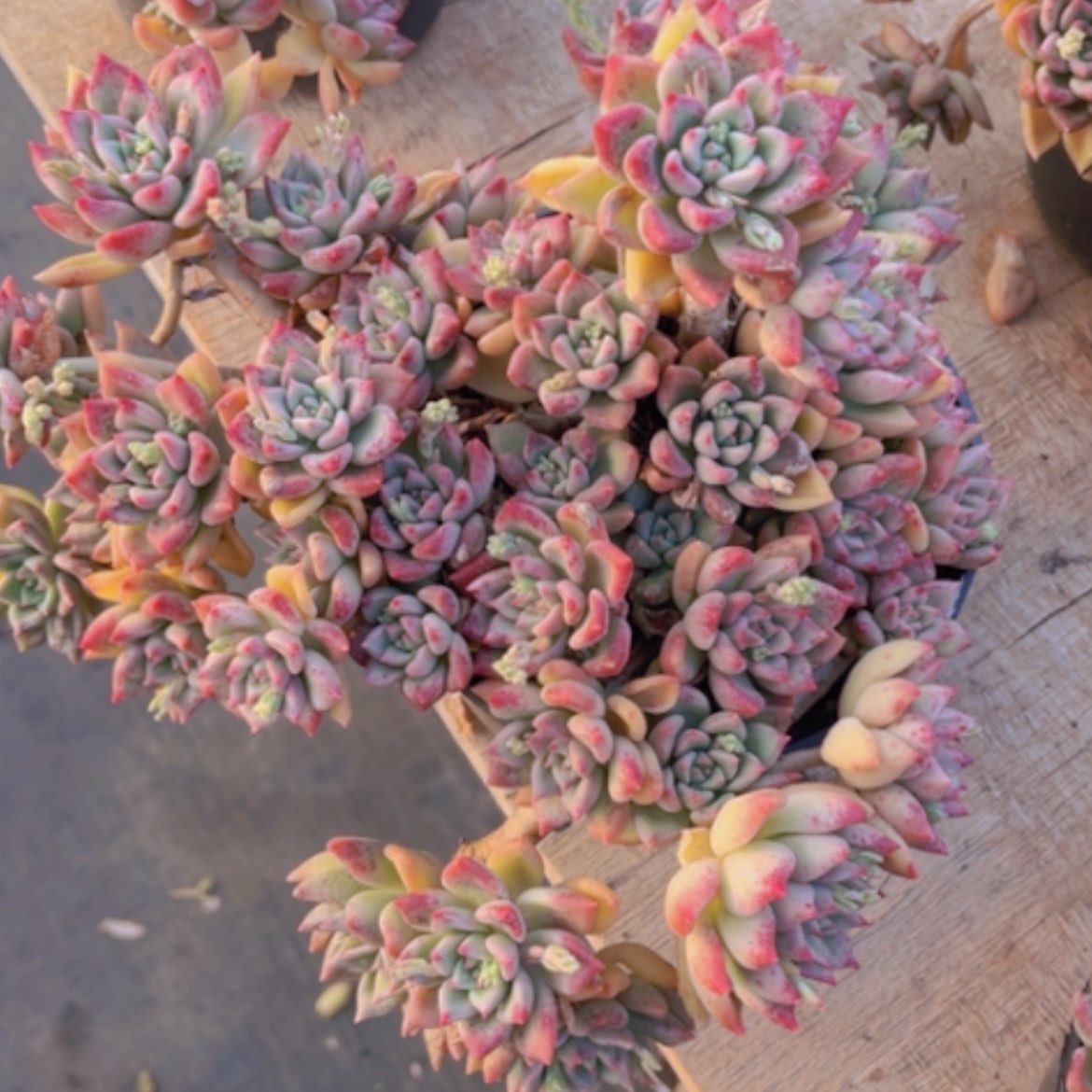 【闪购商品】油漆桶04262