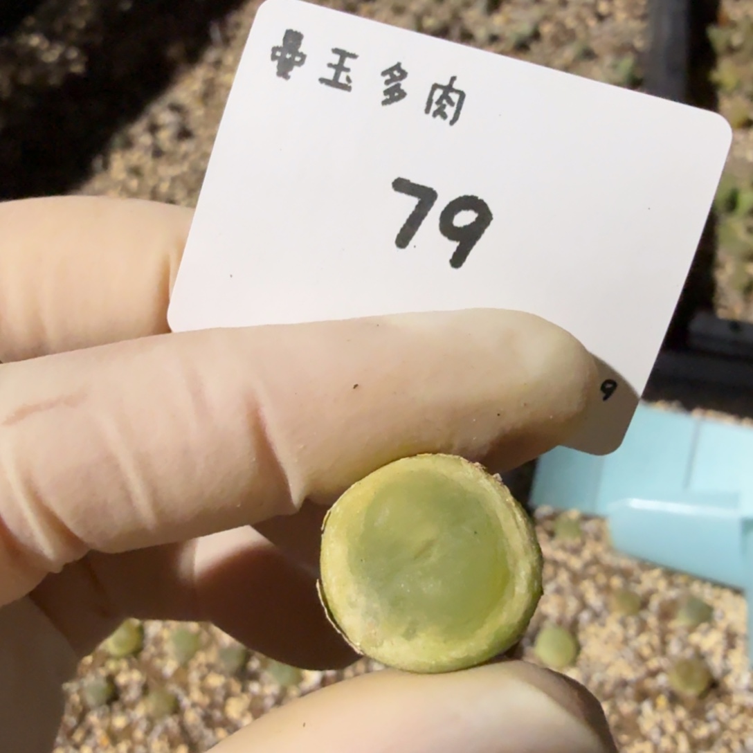 是***懒多肉多肉多肉12.9-079