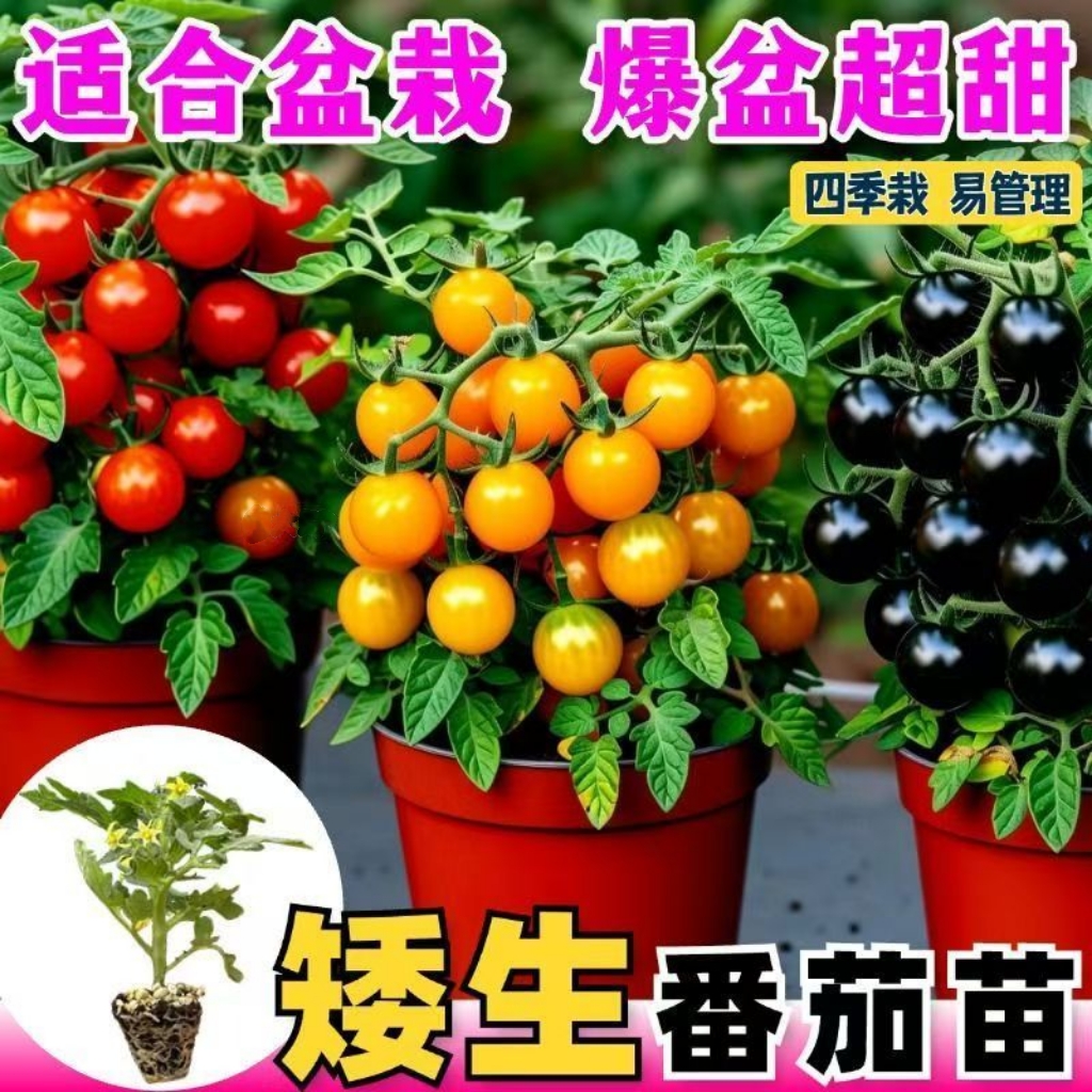 【12棵黄/红矮生番茄苗】盆栽阳台西红柿番茄苗寿光圣女果种苗基地