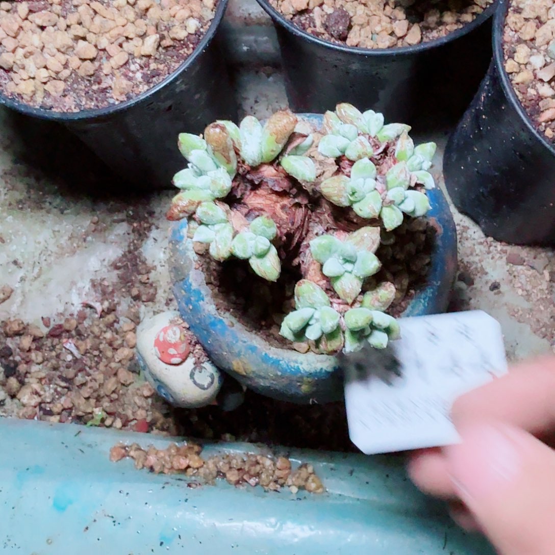 3144诺吗苹果叶多肉