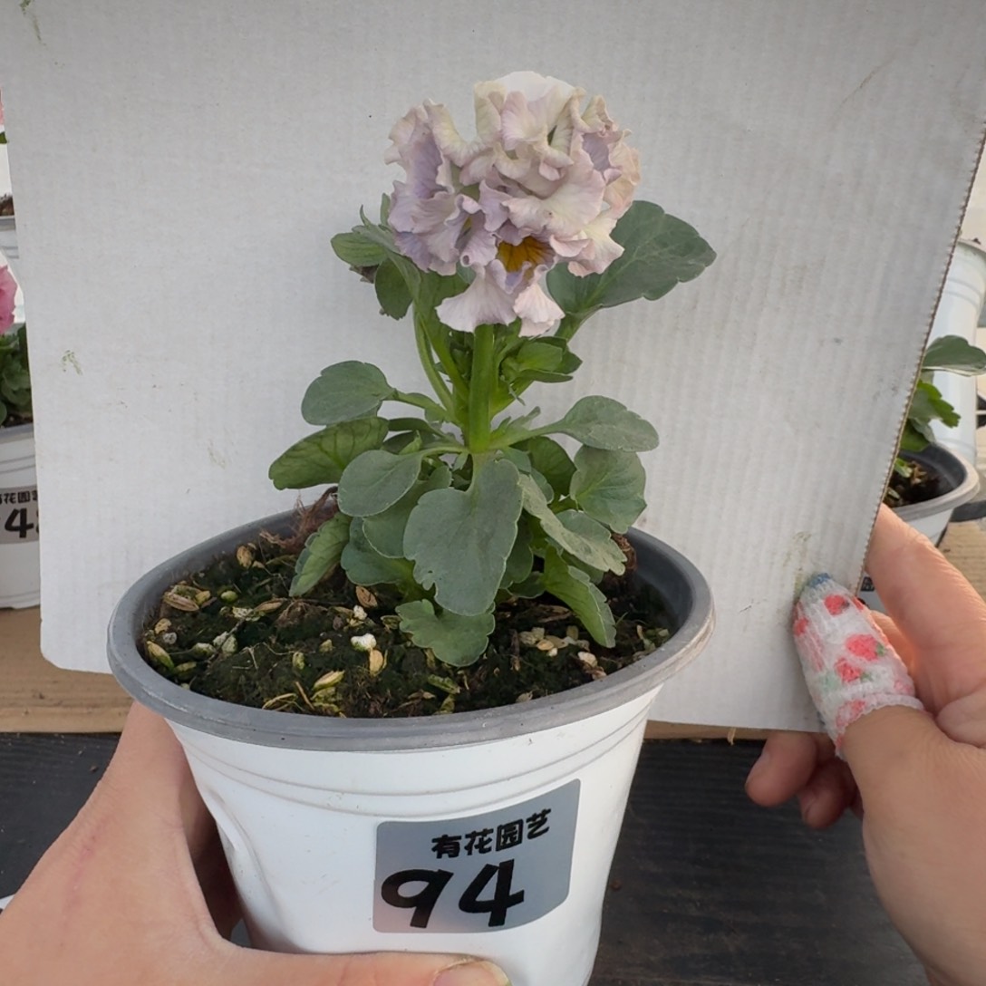 全部花朵94号角堇