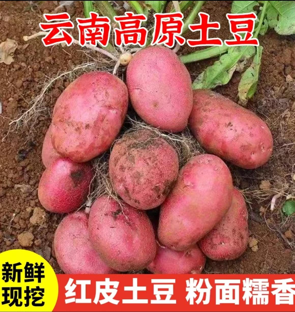 【带箱9.5-10斤】云南新鲜现挖红皮黄心土豆高山种植粉面香糯w
