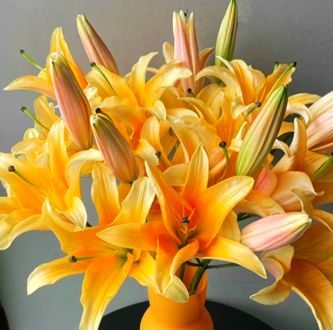 【云霄花卉】【晚霞百合】云南香水百合【任意两单顺丰冷链包邮】