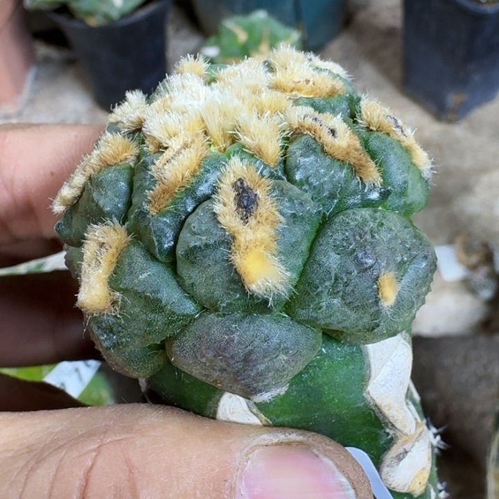 福利苗接连山773