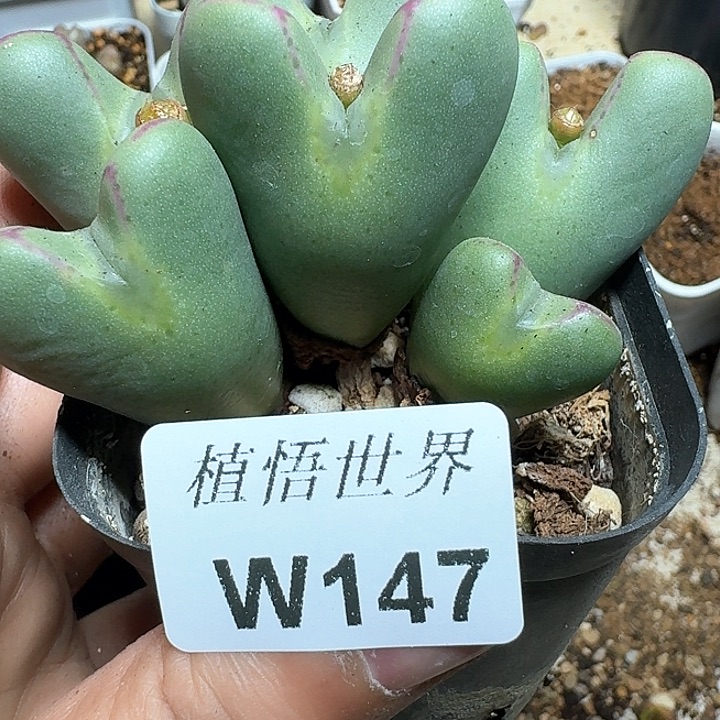 147¥号；多肉植物哇c g