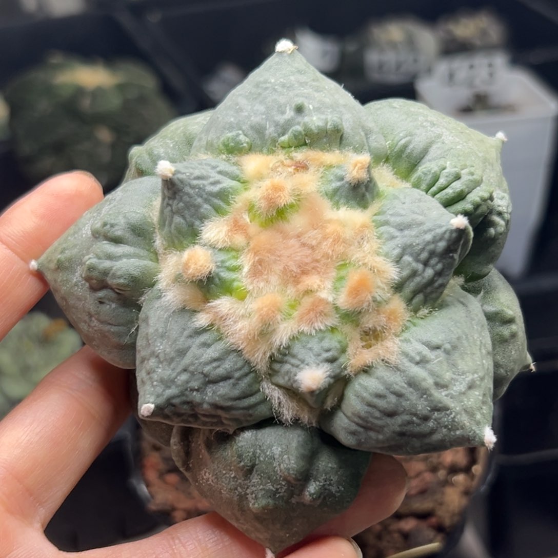448 实生袖蒲 嫁接 仙人球