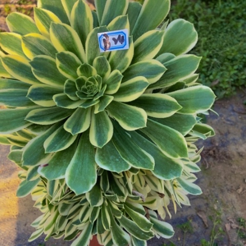 绿羊绒锦多肉植物24