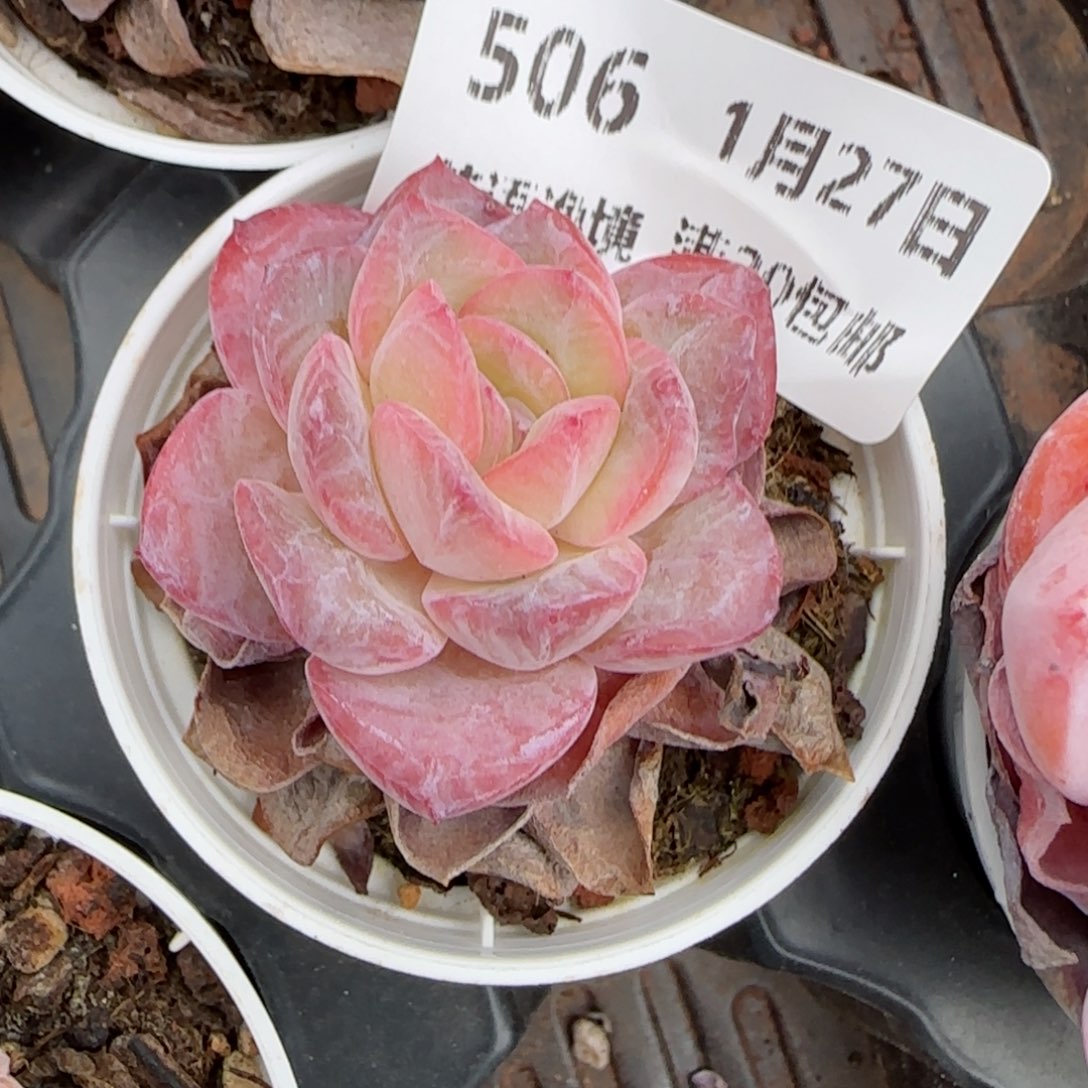 花语逸镜0127-506