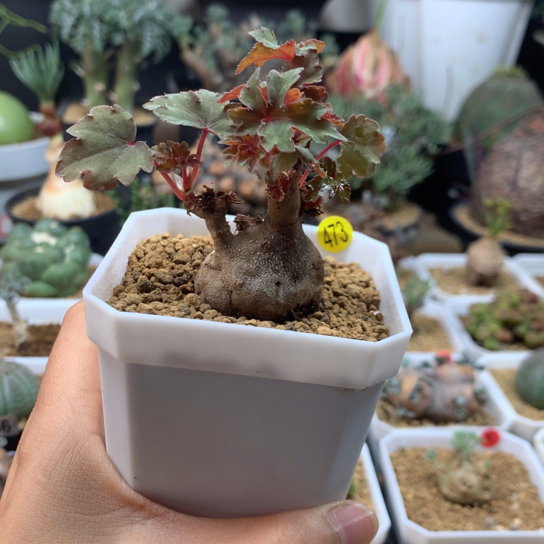 块根秋海棠带盆多肉473