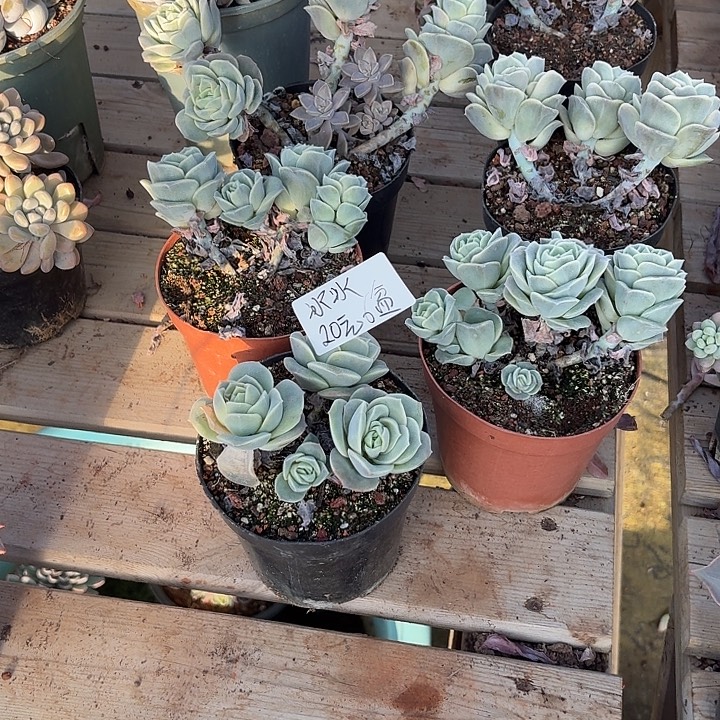 冰****多肉植物一物一拍冰