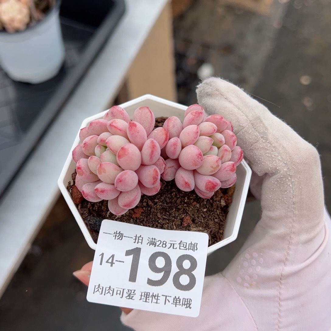 小红蛋多肉多肉多肉多肉