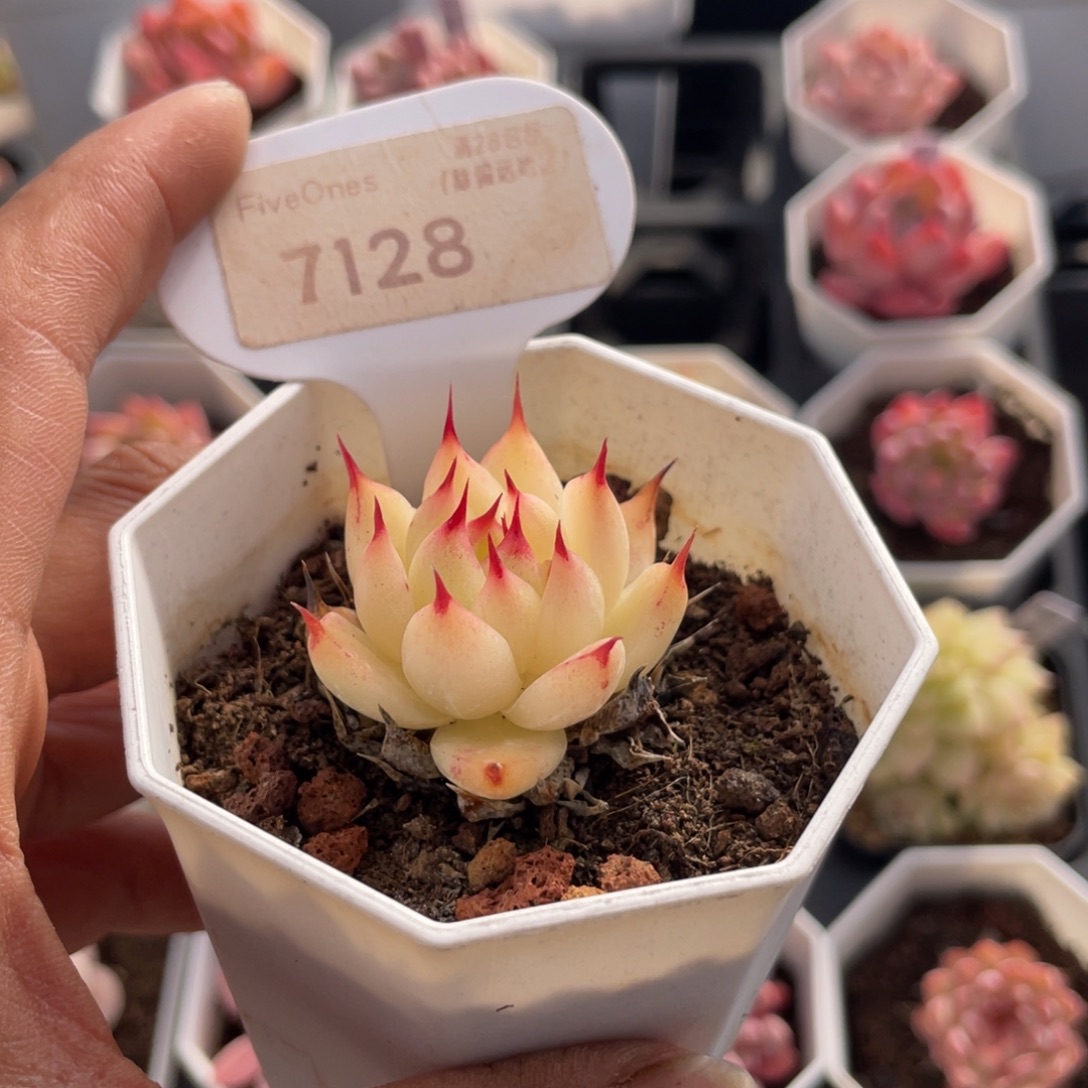 麂***托斯卡内利7128-3.5厘米