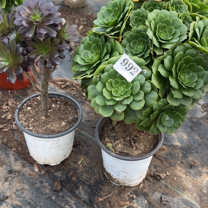 992绿玫瑰➕黑豆。          