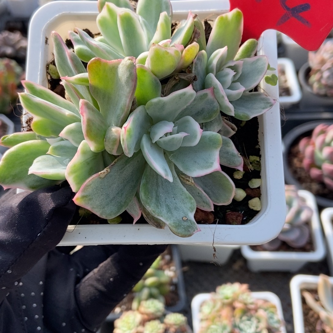 974伯克利锦多肉植物