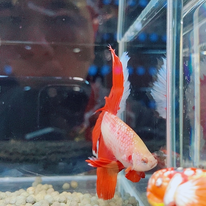 斗鱼黑135号巨否半月