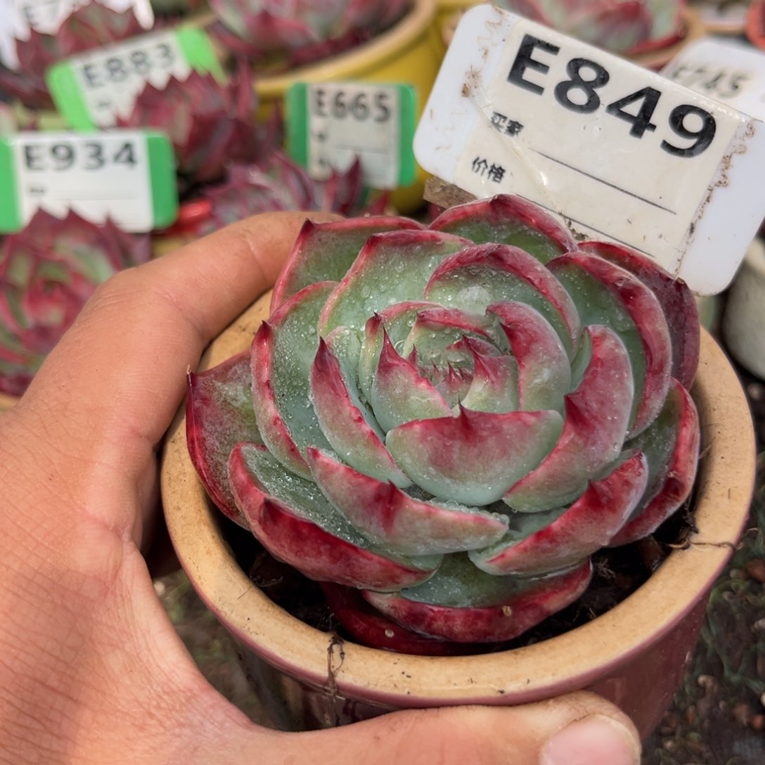 惊鸿一瞥849号多肉