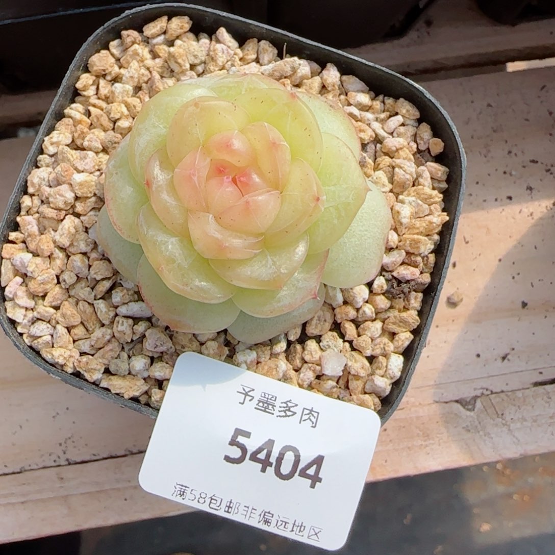 白雪珍妮，5404多肉