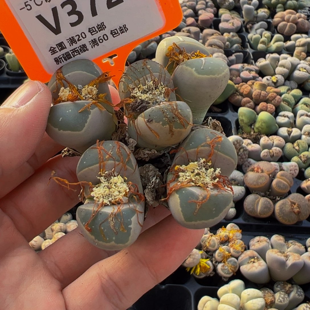 372 一物一拍，默认有伤，介意勿拍，不退不换