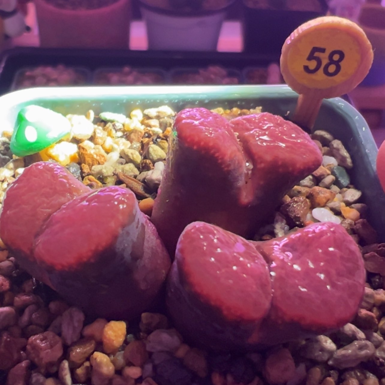 【闪购商品】黑紫体红麒麟