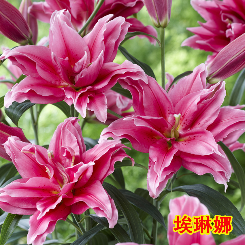 【埃琳娜】重瓣玫瑰香水百合种球球茎13/14盆栽（3个种球）