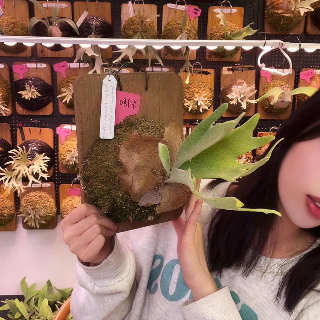 Tonkla 粉雪 f304ssf 鹿角蕨