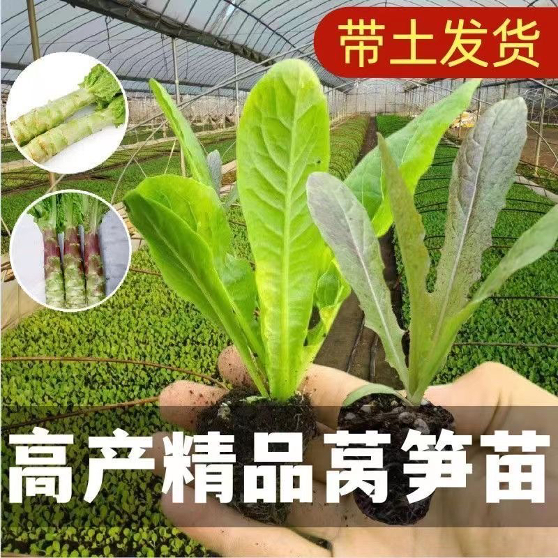 秋季耐寒红莴笋苗带土发货小香莴苣秧苗