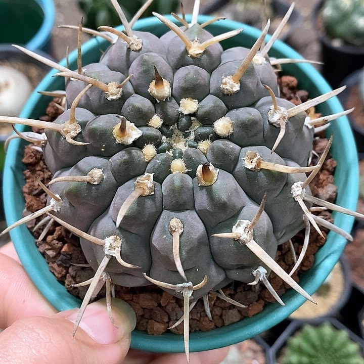 孤品实生紫皮三枪玉年货福利7.6cm