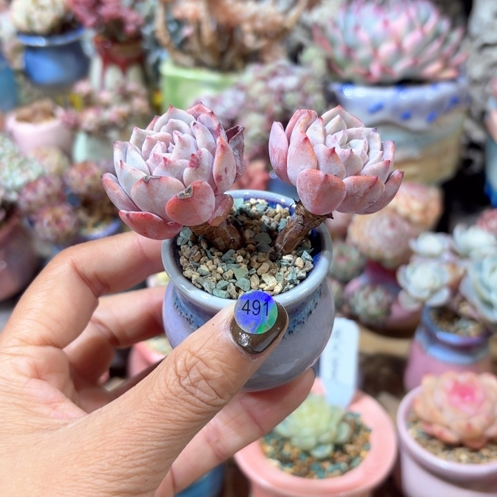 491 多肉含盆土 满30元包邮 除偏远地区