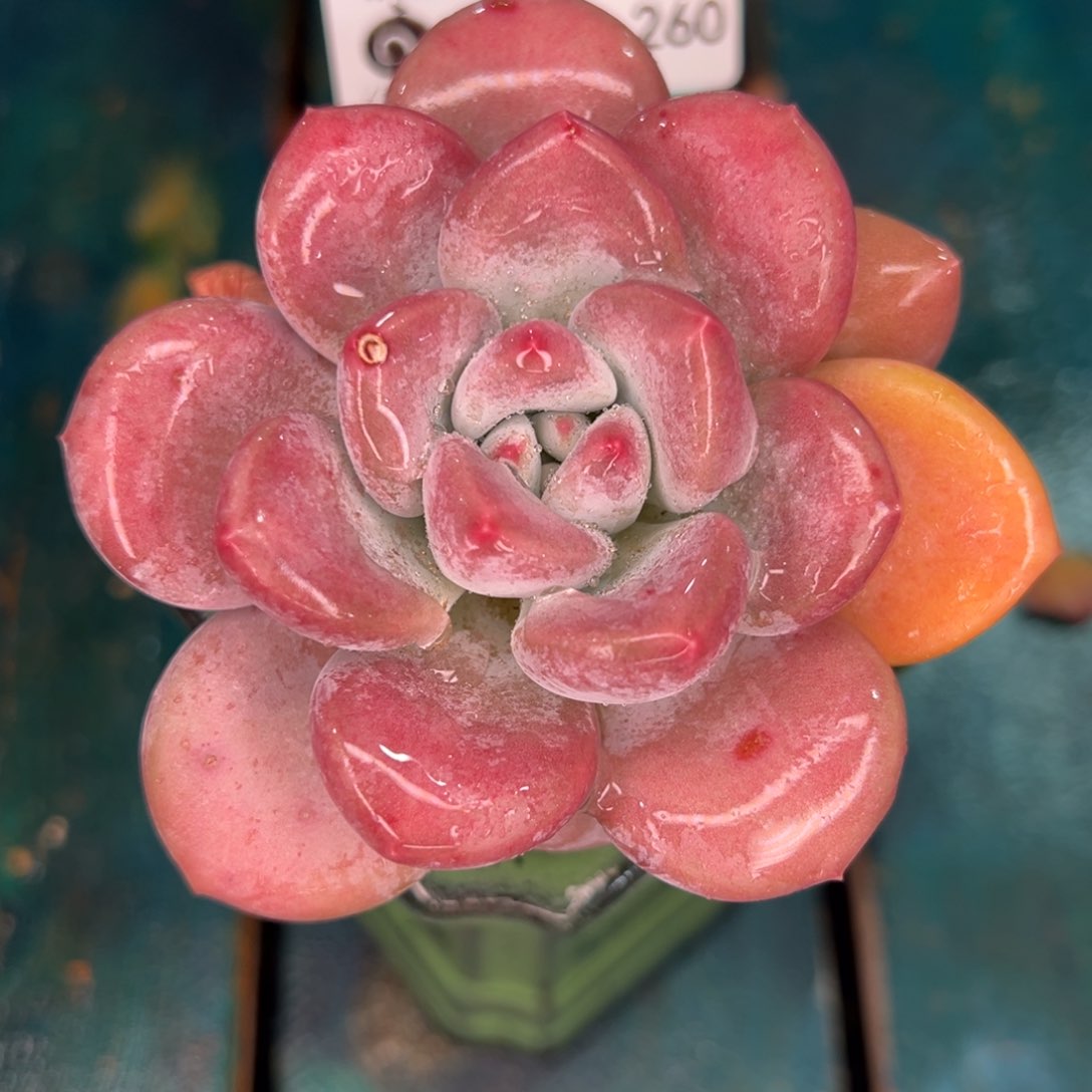 从前慢多肉精选编号0115.260