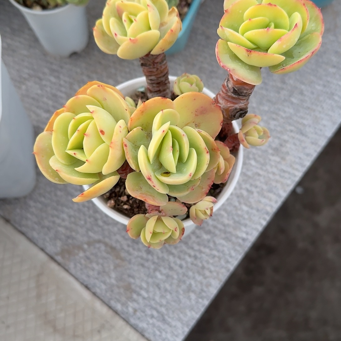 小***。鸡蛋碧桃多肉植物一颗