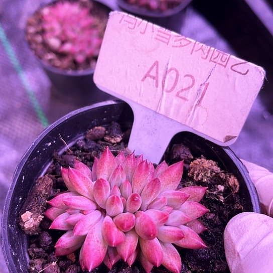 我是第一百个为妖刀应援的阴阳