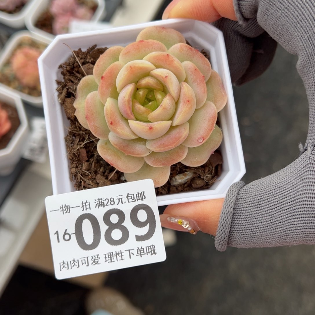 宝宝绿多肉多肉多肉多肉