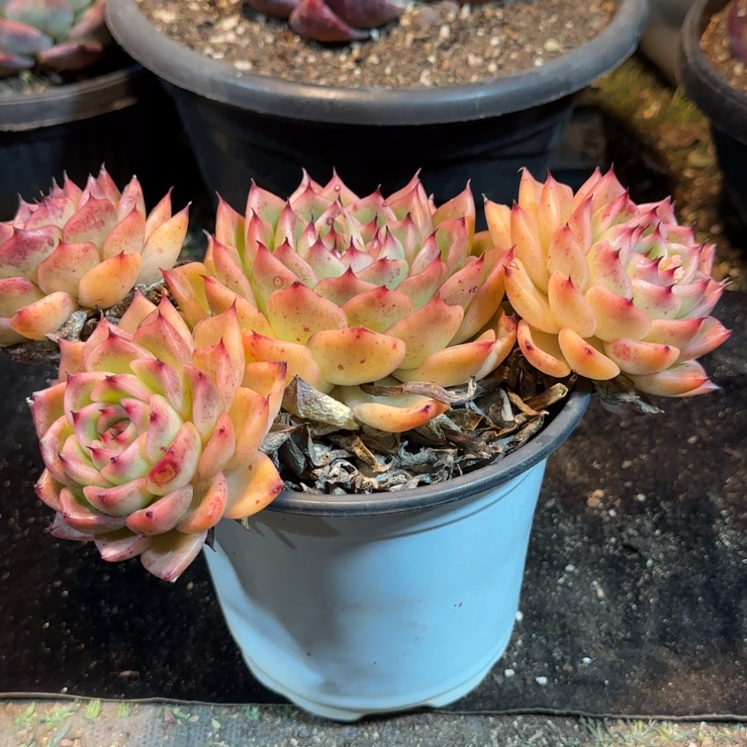 东云746一物一拍包装收缩花旱