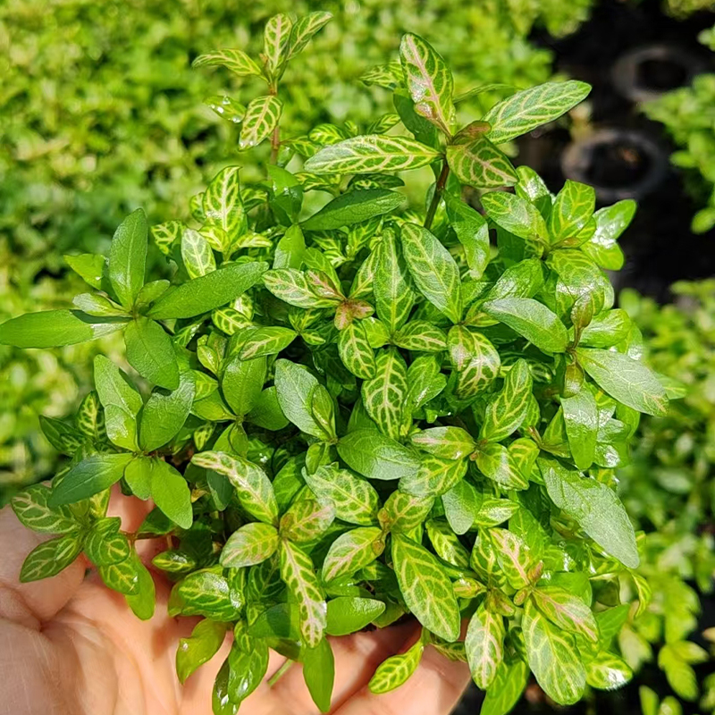 【后景草·红丝青叶】坨草新手水草鱼缸造景入缸成景中后景增氧水草