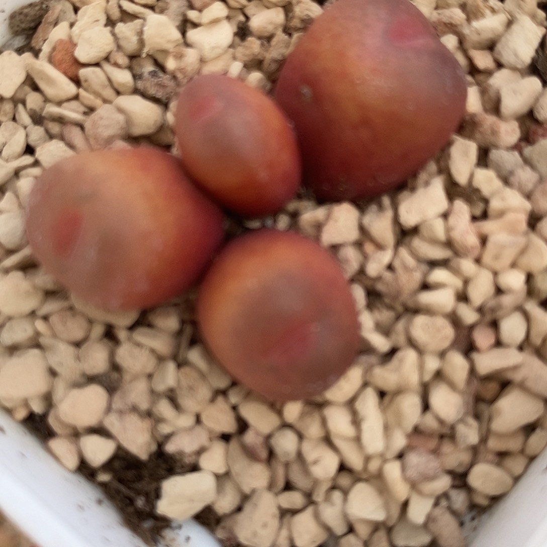 2727吕氏母本一颗。 