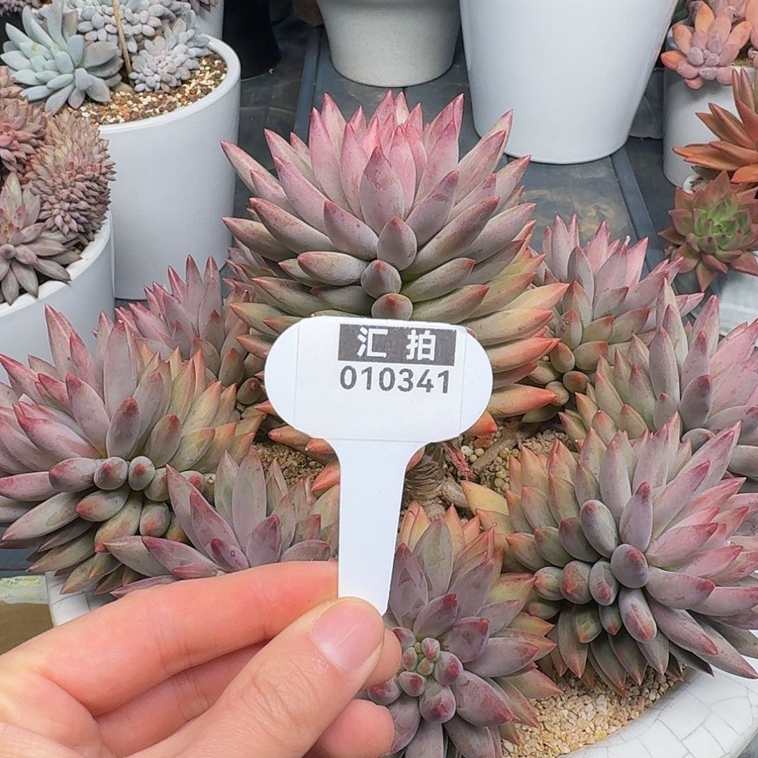 精品多肉植物010341