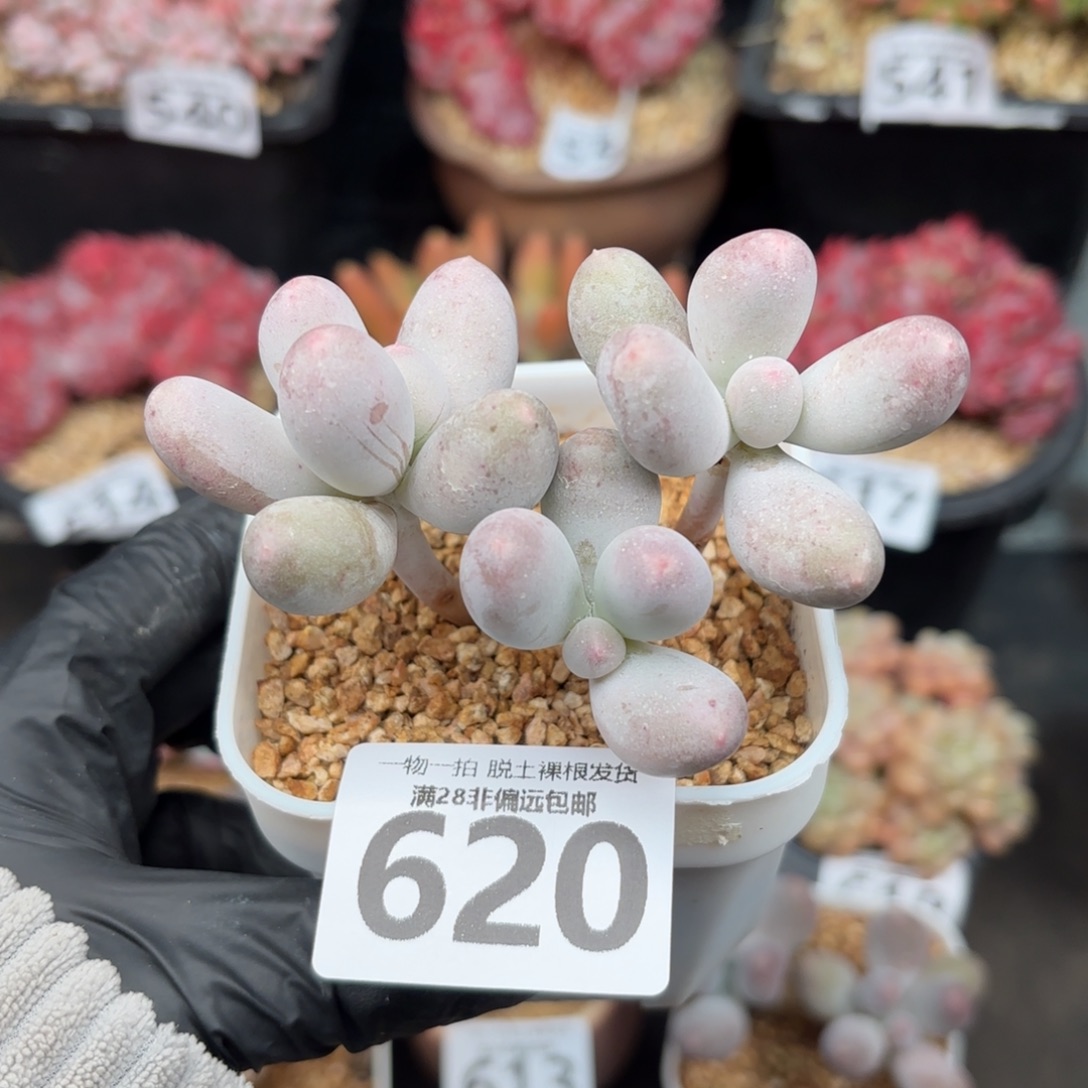 米可奶无盆土发货