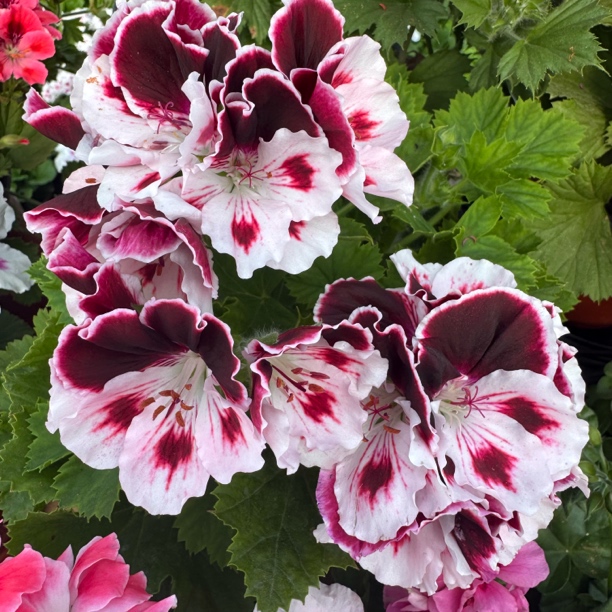 变色龙盆栽蝴蝶梅天竺葵大花天好养