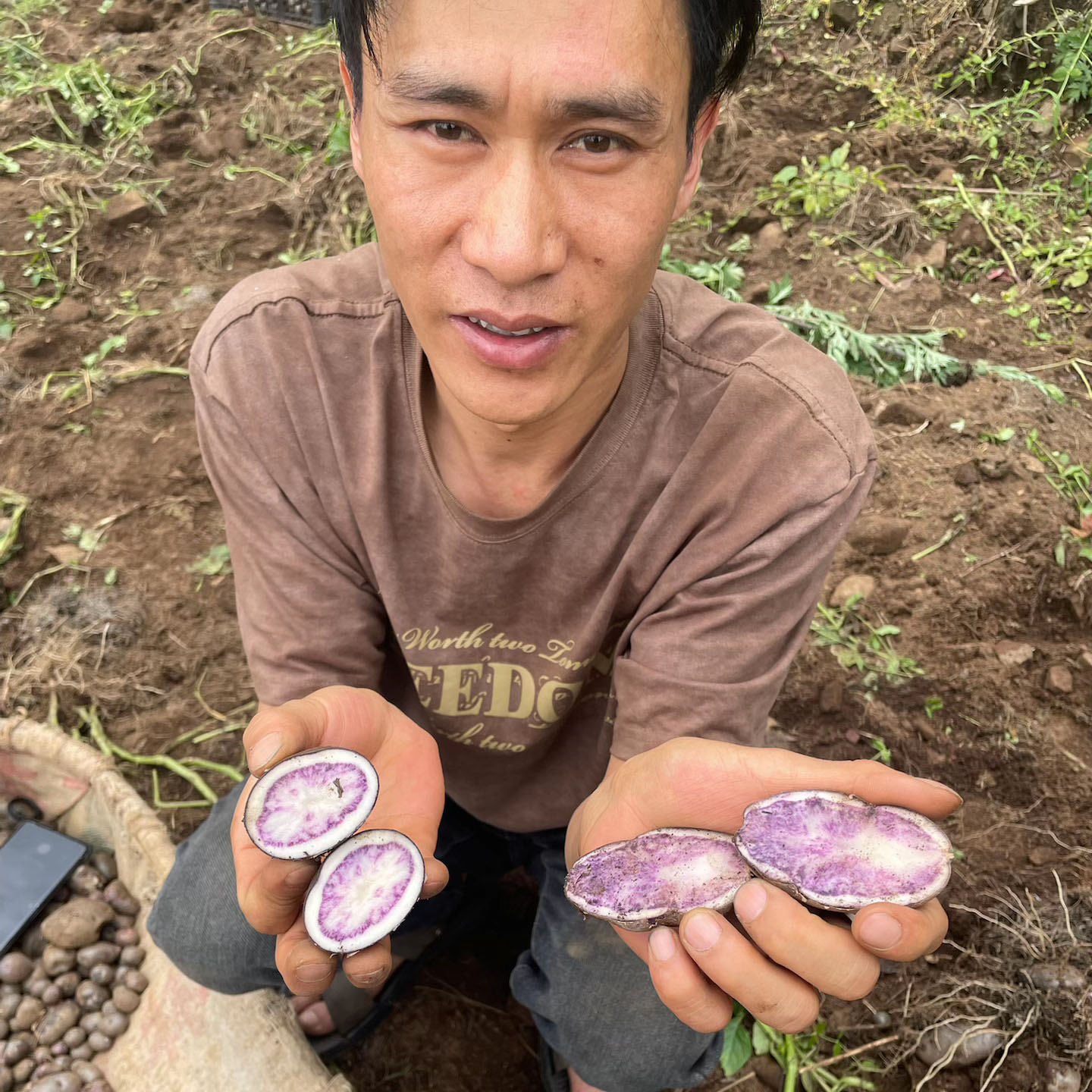 贵州新鲜正宗高山乌洋芋老品种紫皮土豆七彩紫色马铃薯