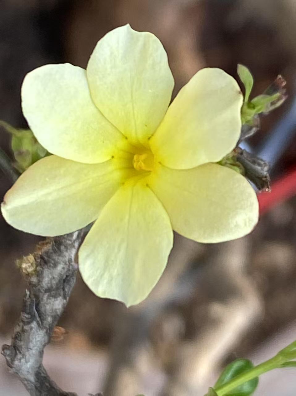 迎春花盆景花卉绿植