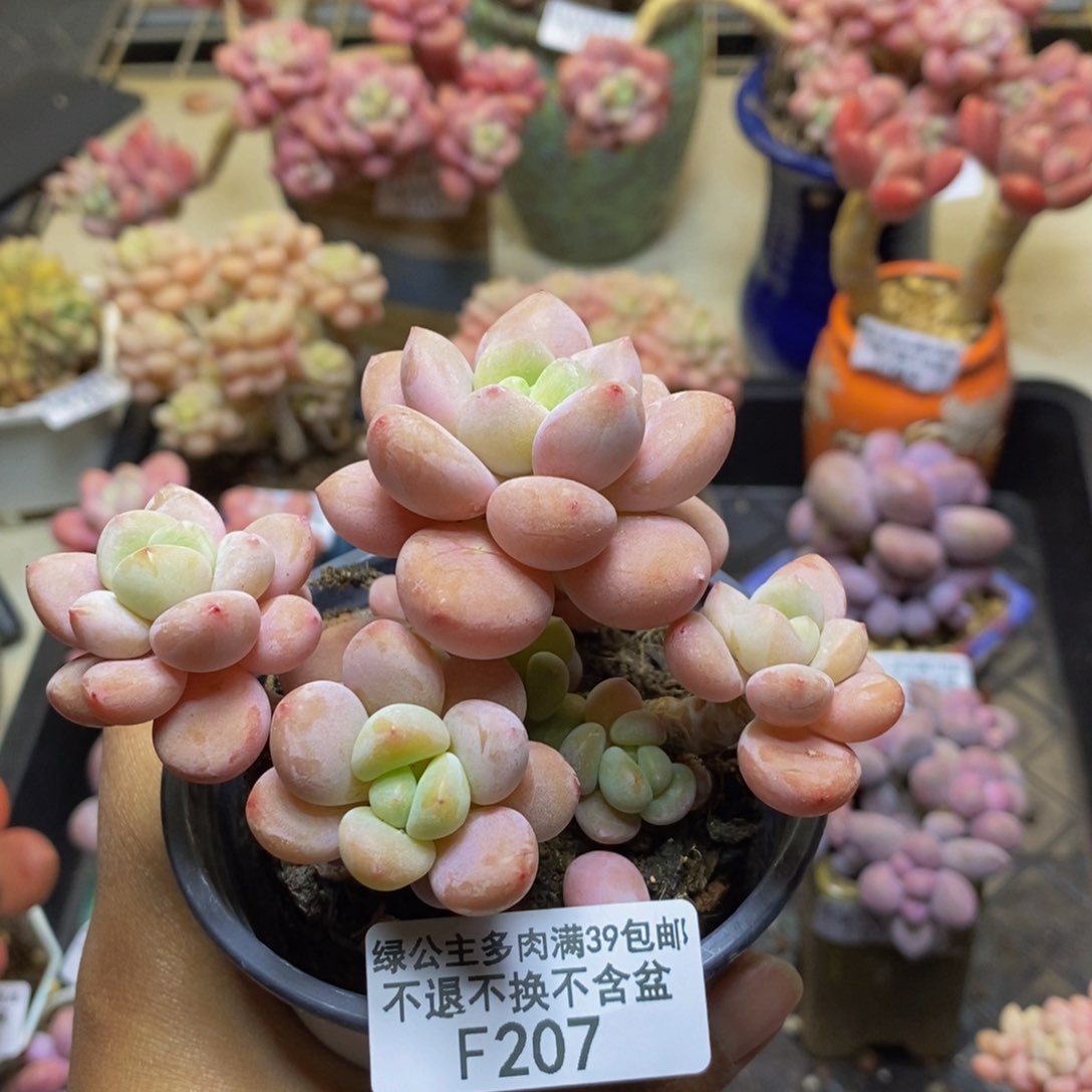 207樱花洛神多肉7cm